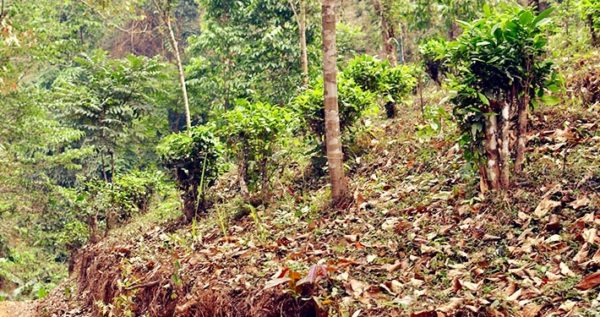 Culture du thé dans les forêts de montagne du nord de la Thailande