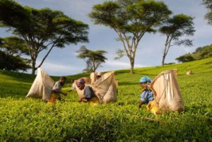 Des femmes en train de cueillir des feuilles de thés au Malawi.