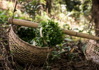 Cueillette artisanale des feuilles de thé dans les forêts thaïlandaises Monsoon Tea