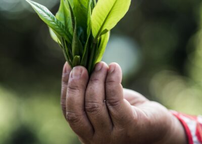 Feuilles de thé fraîches Monsoon Tea