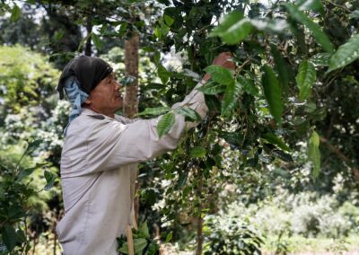 Cueillette artisanale des feuilles Monsoon Tea