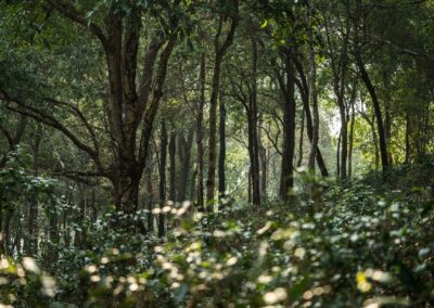 Théiers cultivés en agroforesterie dans les forêts du nord de la Thaïlande par Monsoon Tea