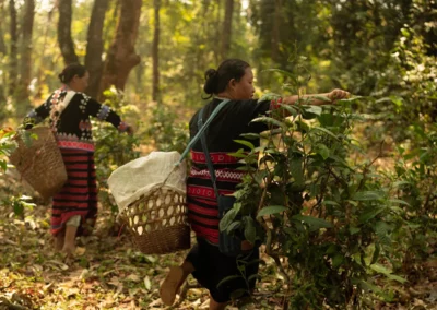 Femme Lahu cueillant du thé dans la forêt du nord de la Thaïlande pour Monsoon Tea