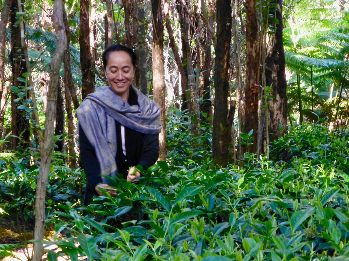 hawai-eva-lee-optimise Culture du thé dans un environnement forestier à Hawaï