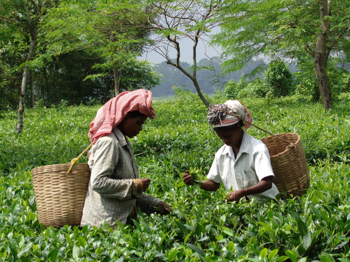 inde-assam-cueilleuses-optimisee Ceuilleurs de thé récoltant les feuilles dans une plantation dasn l'Assam en Inde