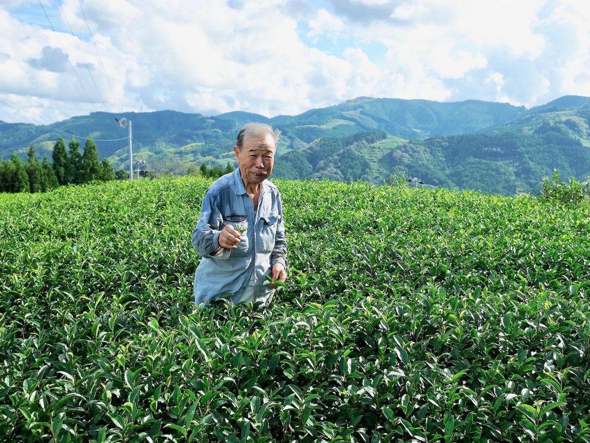 japon-kinezuka-optimise Producteur de thé dans une plantation verdoyante au Japon