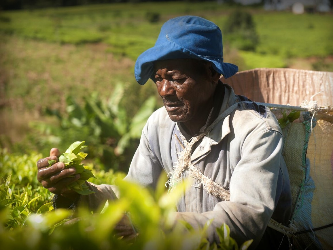 malawi-makata-cueilleur-optimise Récolte artisanale de feuilles de thé dans une plantation au Malawi