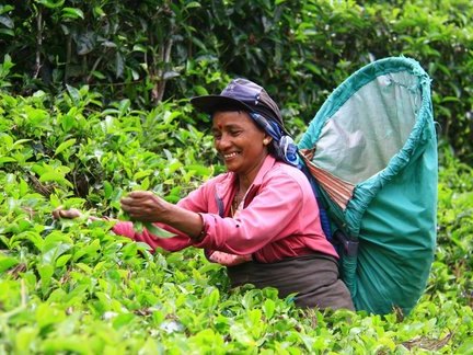 sri-lanka-cueilleuse-optimisee Ceuilleuse de thé dans une plantation au Sri Lanka