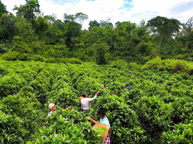 tanzanie-champ-the-optimise Plantation de thé verdoyante avec des ceuilleurs en Tanzanie