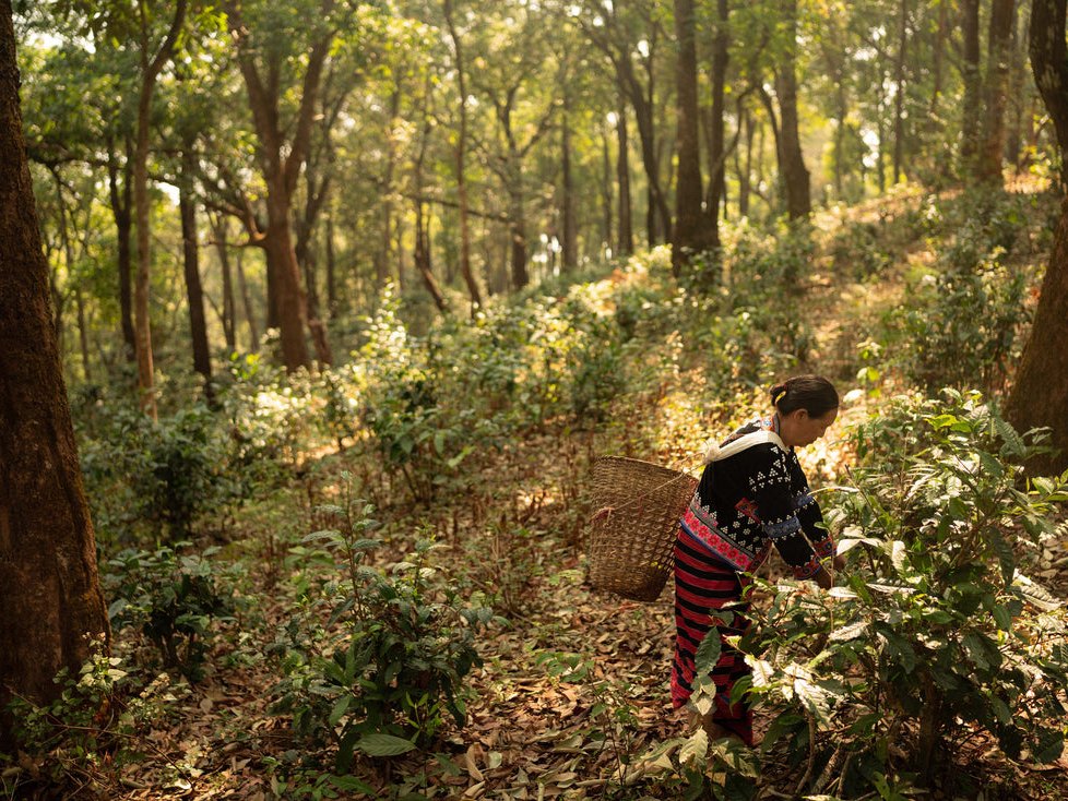 thailande-cueilleuse-optimisee Ceuillette de thé en forêt dans les montagnes du nord de la Thaïlande